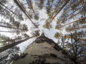 Canopy Voices