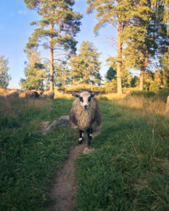 Shared Path