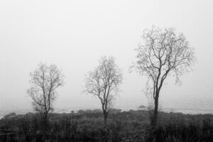 Tree Sisters