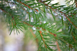 Whospers of the Rain