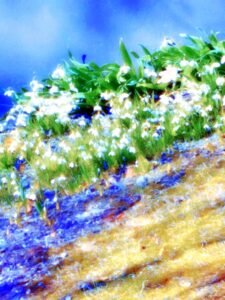 Forest Flower Cloud