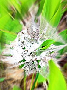 Messages from Lily of the Valley