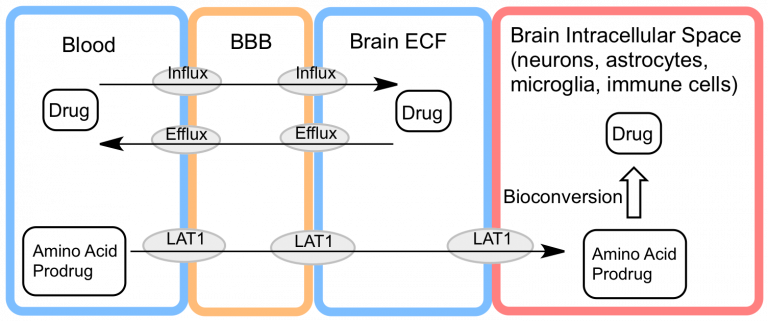 Intra-Brain Targeting – Drug Targeting