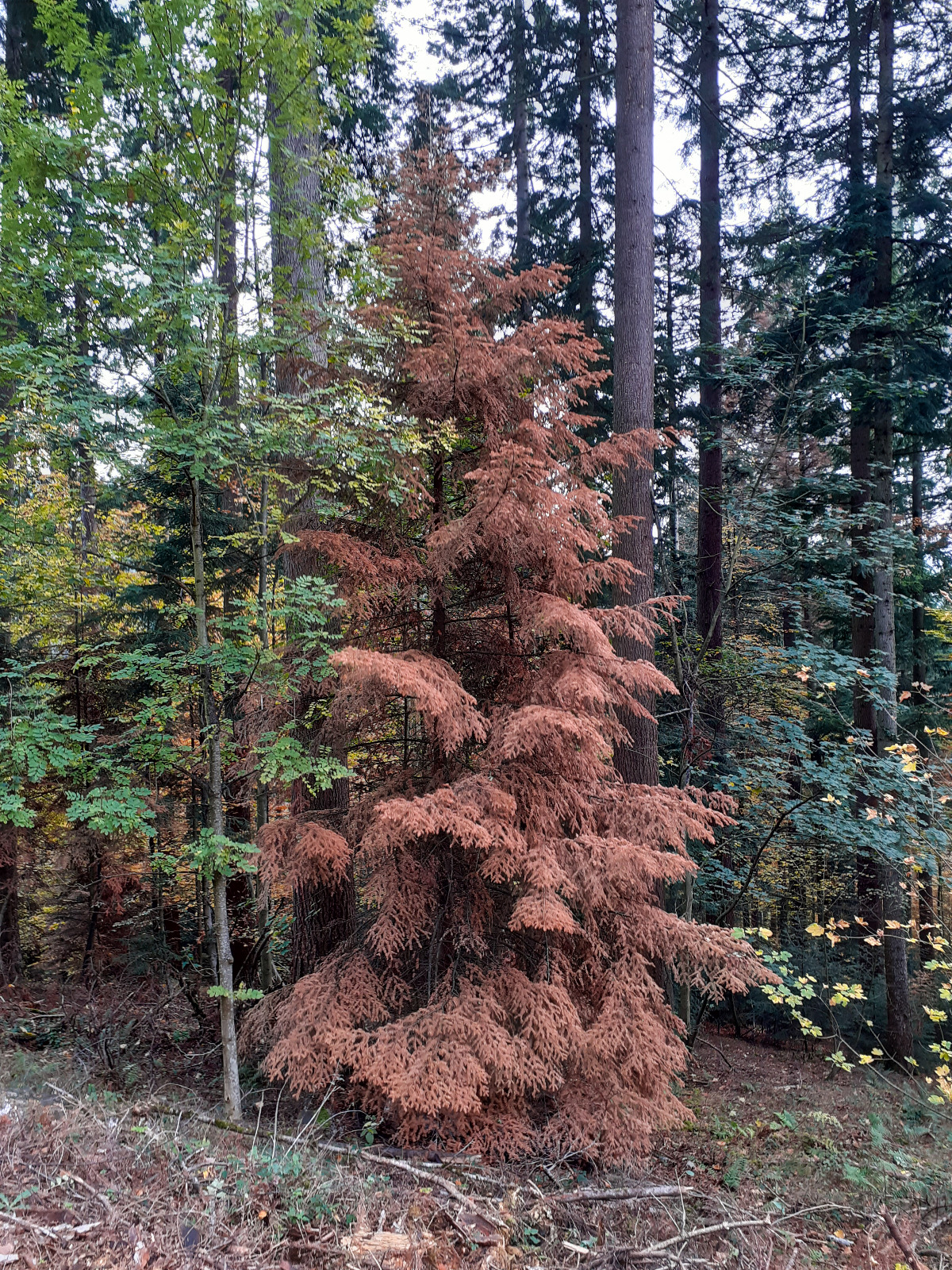 winter-semester-in-germany-master-of-science-in-european-forestry