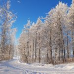 Winter in Joensuu walk path
