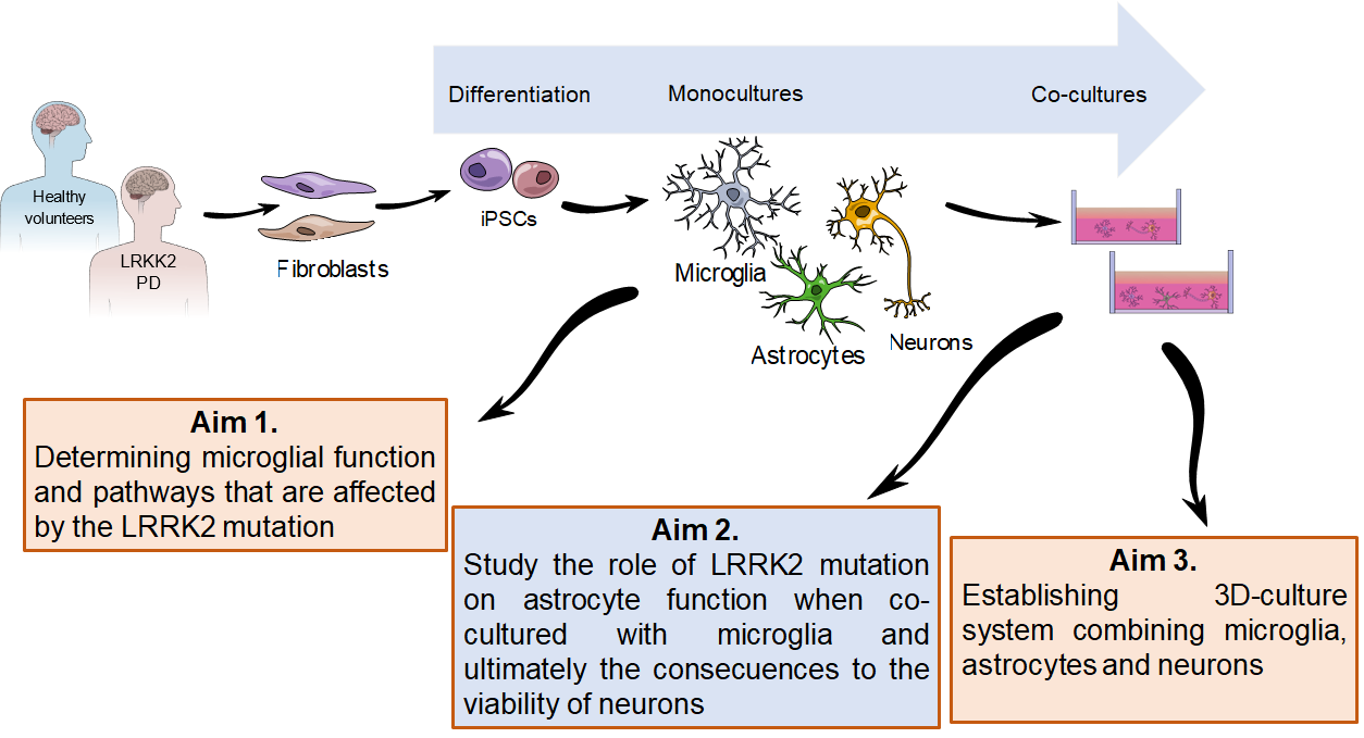 LRRK2-mutation And Glial Cells In Parkinson’s Disease - Lehtonen Lab ...