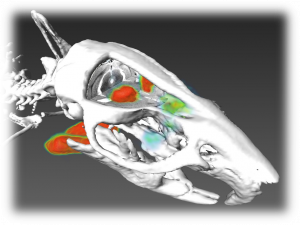 Combined PET-CT-MRI image