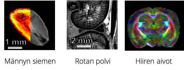 Kolme esimerkkiä magneettikuvattavista kohteista. Vasemmalla männyn siemen, keskellä rotan polvinivel ja oikealla hiiren aivot.