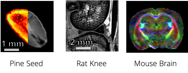Three example images for MRI. MRI images of a pine seed, rat knee and mouse brain.