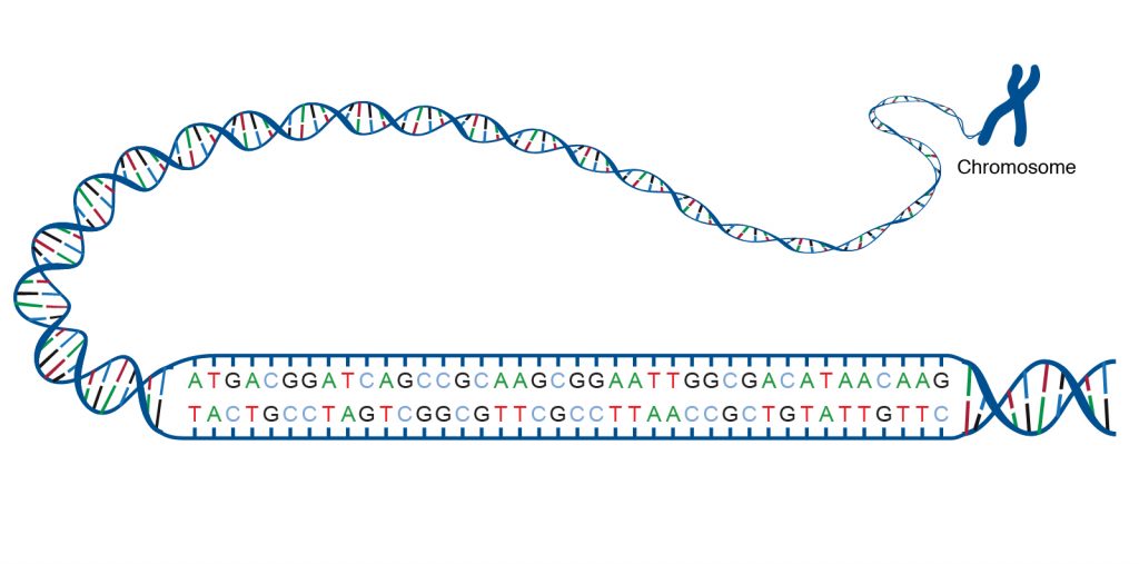 Drawing of a DNA sequence