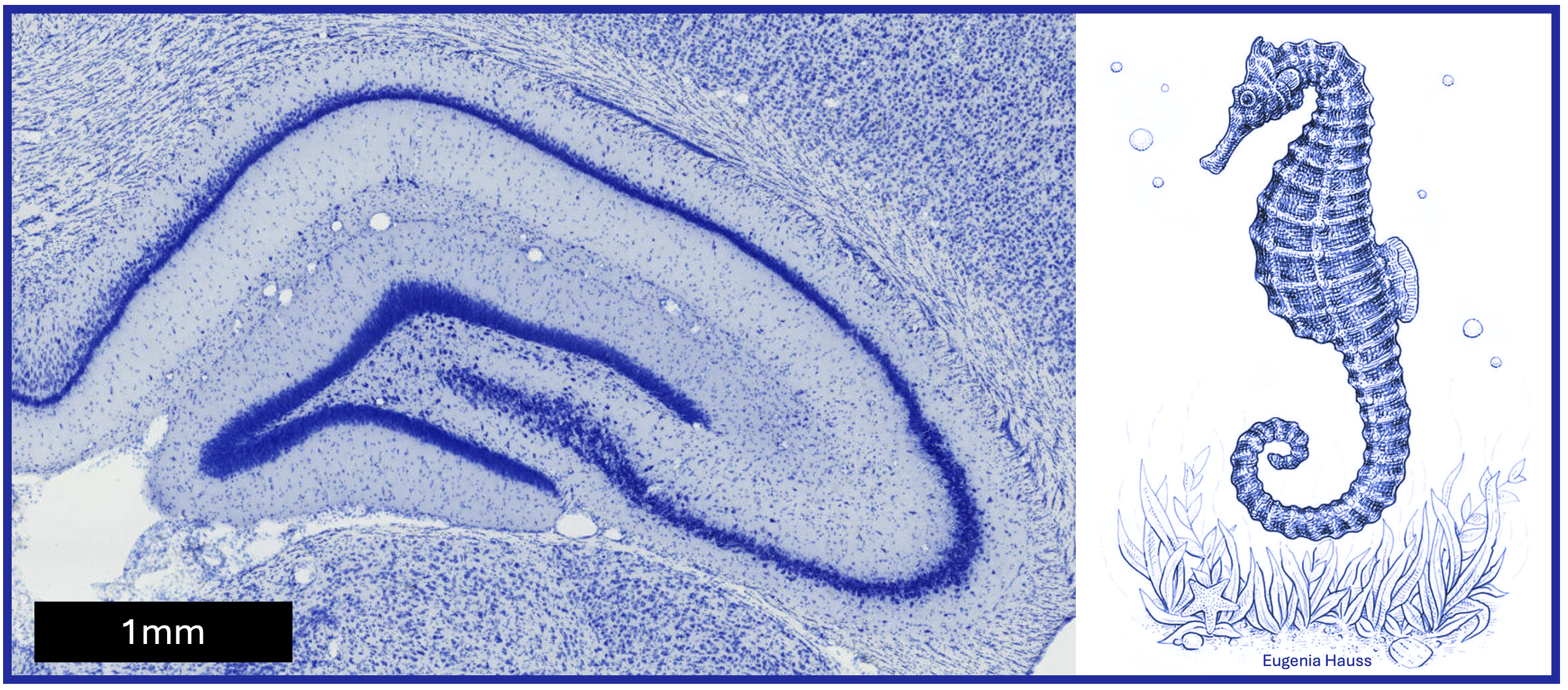 Picture of a hipocampus and a seahorse