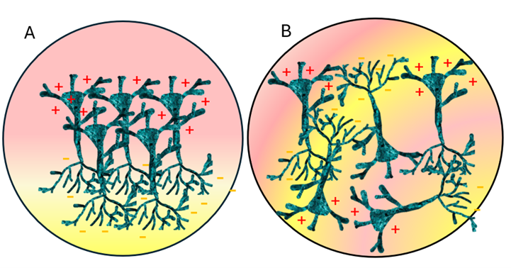Different orientations of neurons