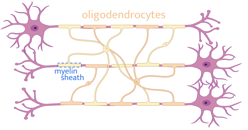 image of oligodendrocytes