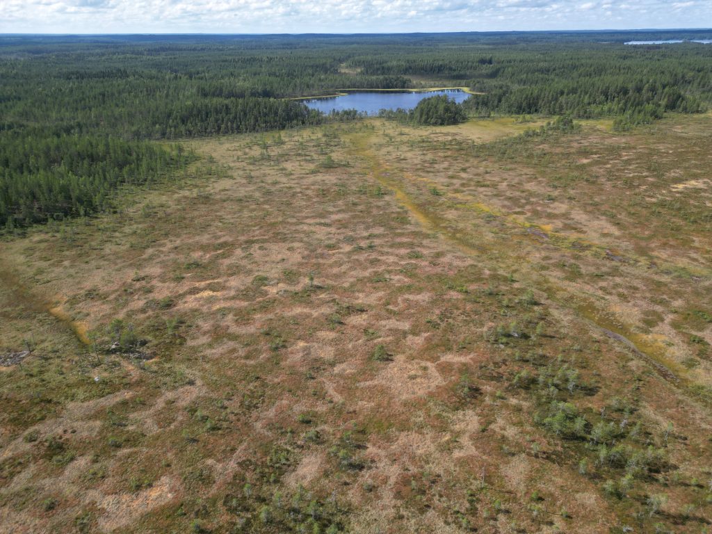 Maisemakuva Luonnontilainen karu suo