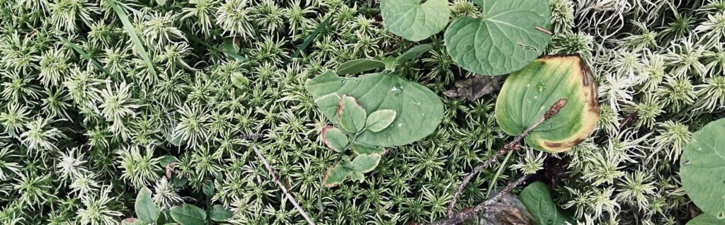 Kuvassa on lähikuva sammalista, niiden seassa on jonkin verran lehtiä, varpuja ja risuja.